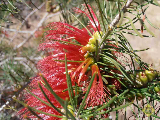 The red part of the flower spike is actually made up of branched stamens.