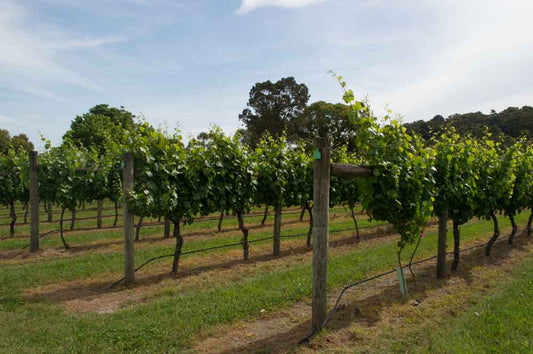 The Yarra Valley is famous for its vineyard