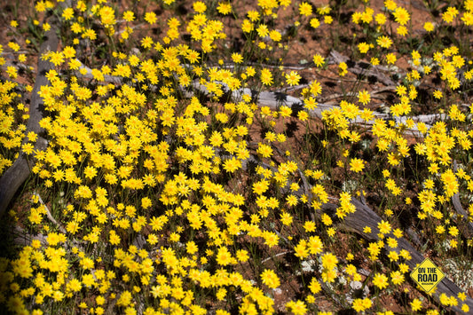 Yellow everlastings