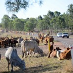 A bonus, a cattle drive on the Gregory Highway is something that is rarely seen these days.