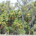 Livistonia palms indicated that the Moura region once had a reliable rainfall, that was largely interrupted by the mass clearing of woodland and brigalow forests in the 1960/70s.