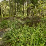 Tondoon Botanic Gardens, Gladstone, Queensland
