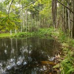 Lagoon at Tondoon Botanic Gardens, Gladstone, Queensland