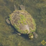 Turtle with algae on its shell at Tondoon Botanic Gardens, Gladstone