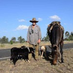 The drover, his horse and well-trained dogs, still roam the outback towns.