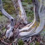 Abstract shape of the snow gums