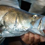 Barramundi is the main target species of anglers fishing Lake Tinaroo and estuaries around Cairns.