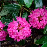 Beautiful flowers at Dandenongs - Alfred Nicholas Garden