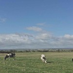 Gippsland cows have the best views in Australia