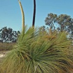 Xanthorrhoea thrive in the poor soil in parts of the Little Desert.