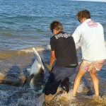 Landing a hammerhead shark caught from Learmonth Jetty. Anglers then released it in good health