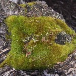 Moss growing on one of the old trees in the Goblin Forest