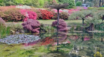 National Rhododendron Garden