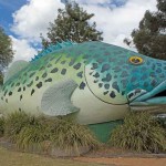 The Giant Murray Cod - Like a fish out of water