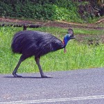 Every year cassowaries are killed by vehicle strikes as they cross roads that dissect their habitat.