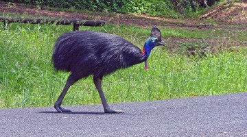 The Cassowary – An Endangered Northern Icon