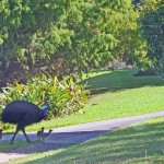 A father cassowary and his chicks.