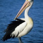 Pelican - Geographe Bay - Dunsborough, WA