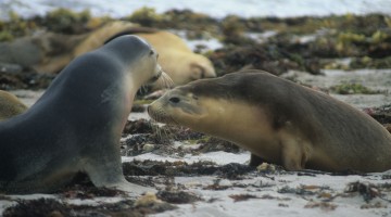 Sea lions - Seal Bay, Kangaroo Island, SA