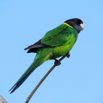 The yellow neck is a reminder that the Twenty-eight is a subspecies of the Australian Ringneck.