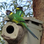 This pair of Twenty-eights has happily set up home in a man-made nesting box.
