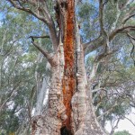 A giant river red gum shows the ravages of time