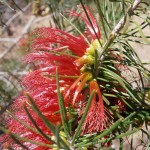 The red part of the flower spike is actually made up of branched stamens.