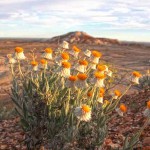 Fitzgibbon's Daisies flourish in the Painted Desert