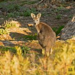 Kangaroo in Aroona Valley - ontheroad-magazine australian touring destinations