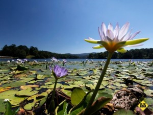 Water lilies on Rocky Creek Dam