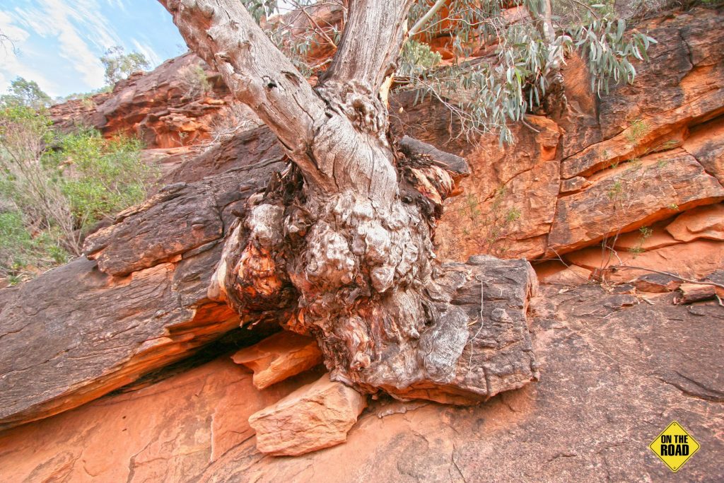 A river red gum anchored in the gorge wall.
