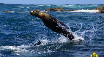 Riding The Waves – Seals By Sea