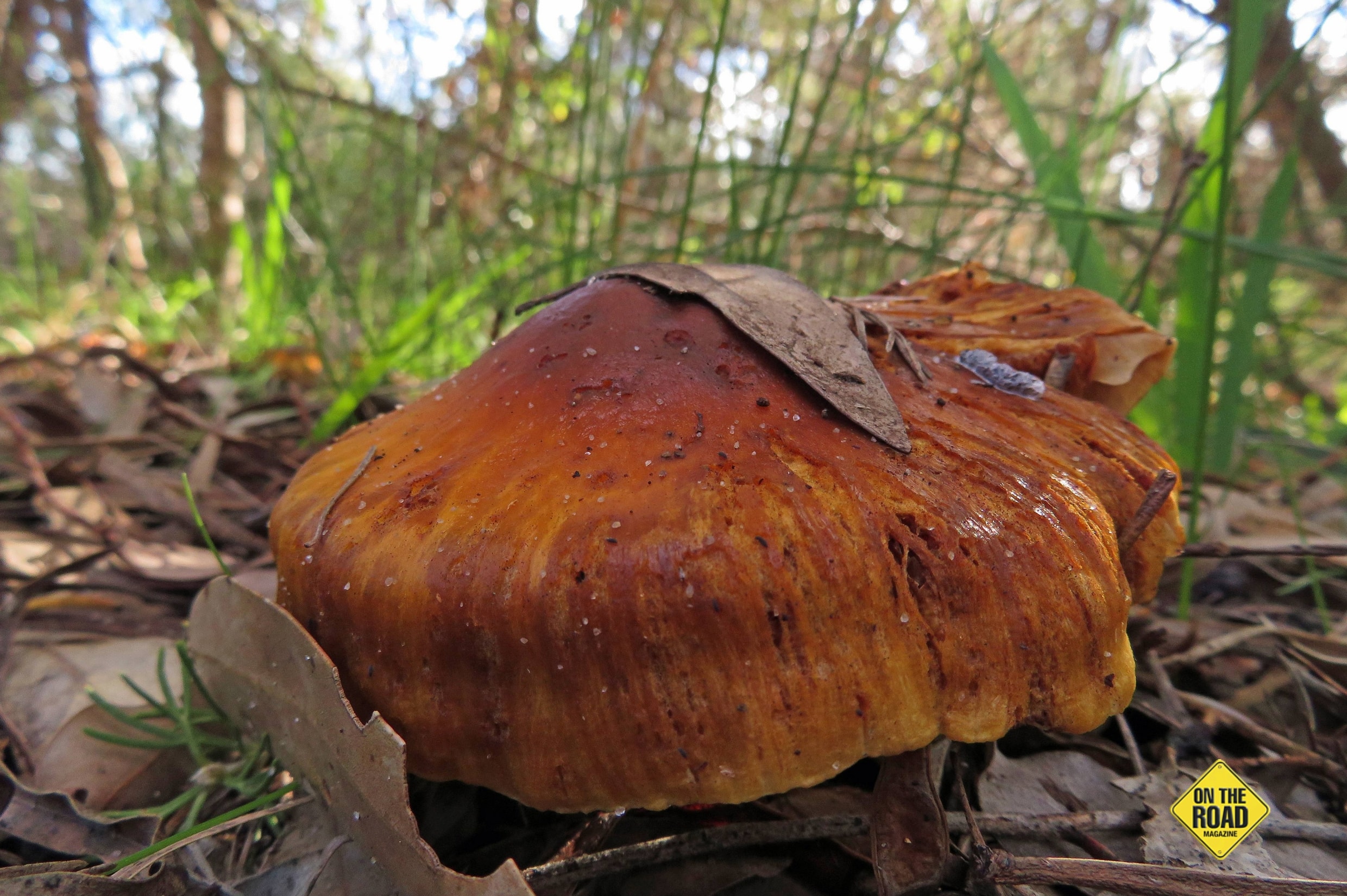Fungi are natural recyclers. They typically grow in leaf litter and on dead wood.