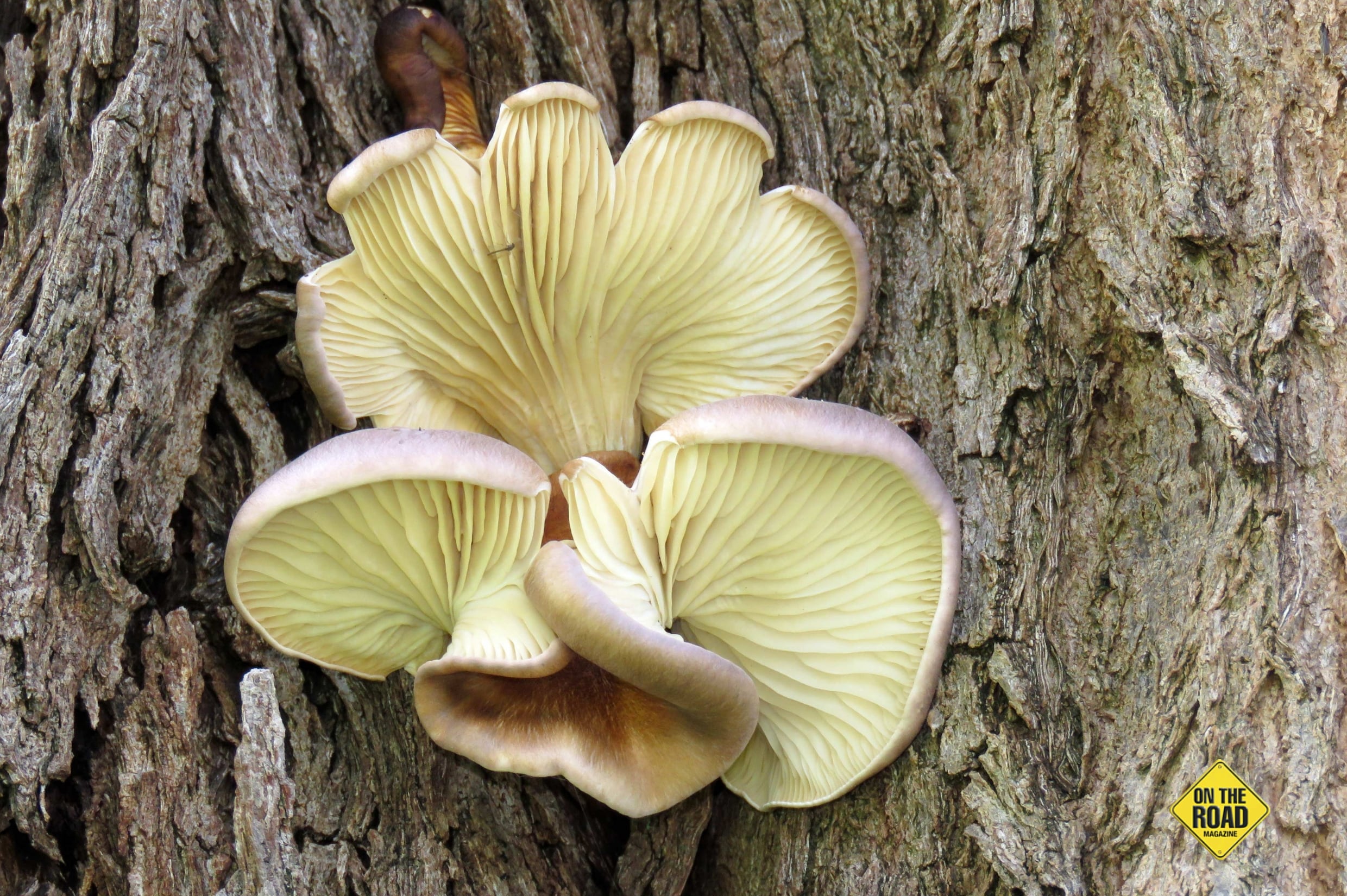 Gills beneath the cap of many fungi produce microscopic spores, which are a form of asexual reproduction.