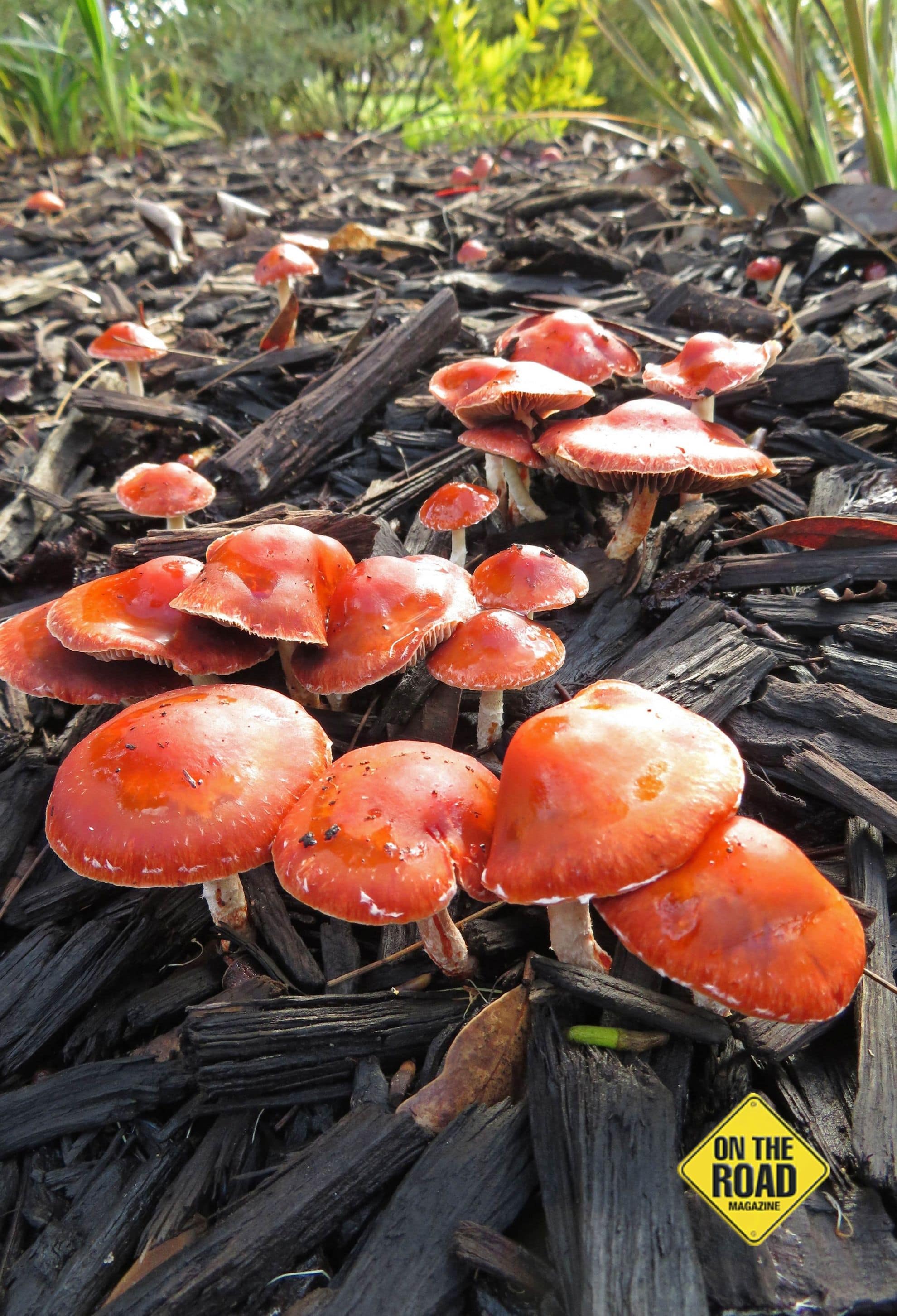 This miniature forest of colourful fungi emerged just a few days after early winter rain.