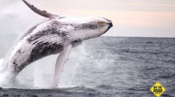 Have a Whale of a Time This Whale Watching Season in Lake Macquarie